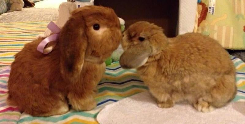Custom Stuffed Animal