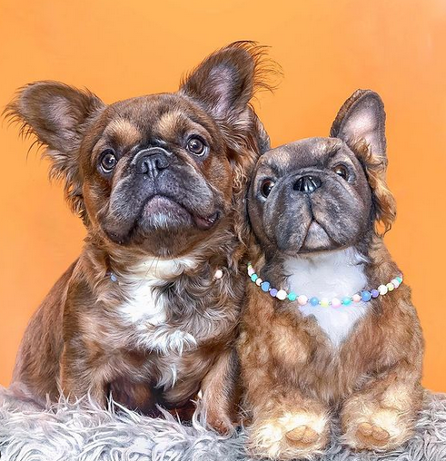 Custom Stuffed Animal