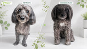 DragonMoss pet photo and handmade plush comparison showing the direct maker process