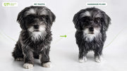 Pet photo and handmade plush comparison highlighting recognizable likeness details