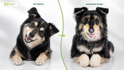 Australian Kelpie pet photo and handmade plush made by the DragonMoss production team