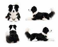 Ready-Made Border Collie Plush gallery image 2