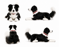 Ready-Made Border Collie Plush gallery image 3