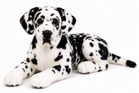 Ready-Made Great Dane Plush