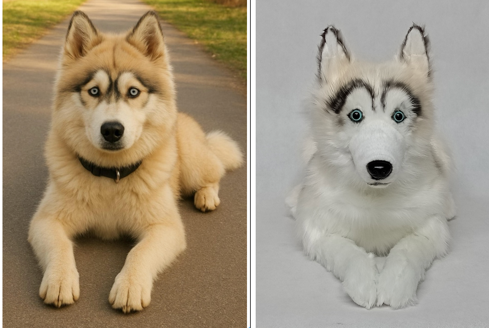 Husky pet photo beside a finished white custom plush replica
