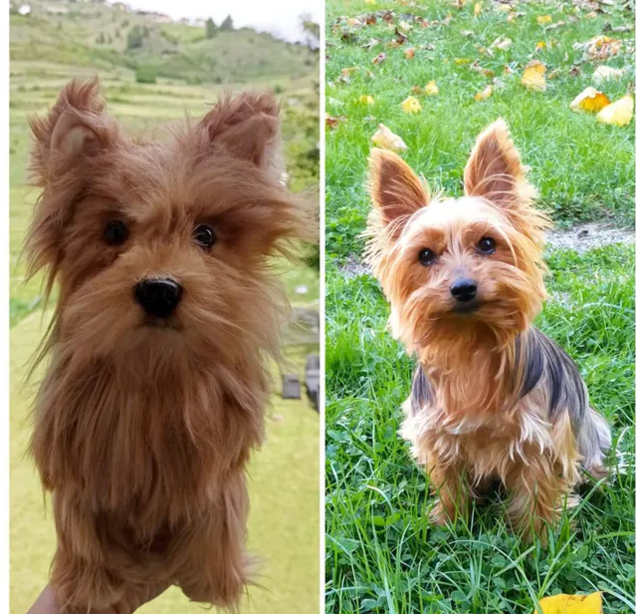 Photo to plush comparison from a real customer order