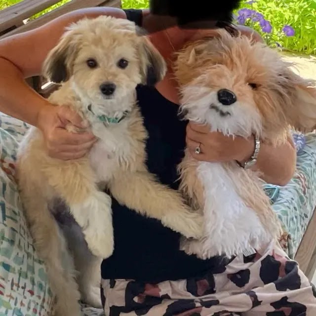 Customer holding their small dog beside the handmade plush replica