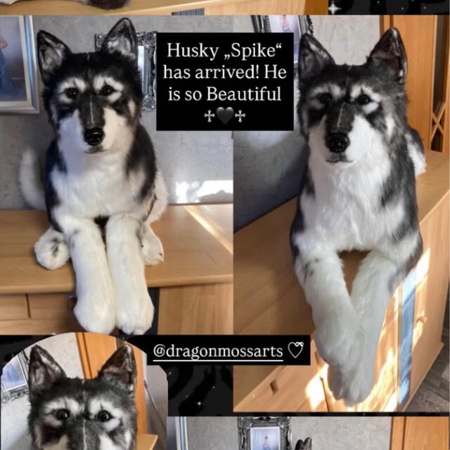 Customer collage showing a handmade husky plush replica