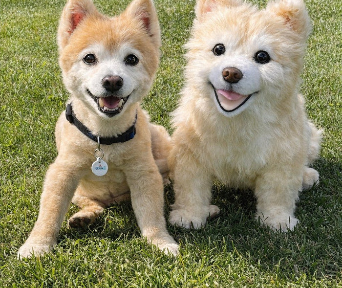 A real dog with a finished DragonMoss custom plush