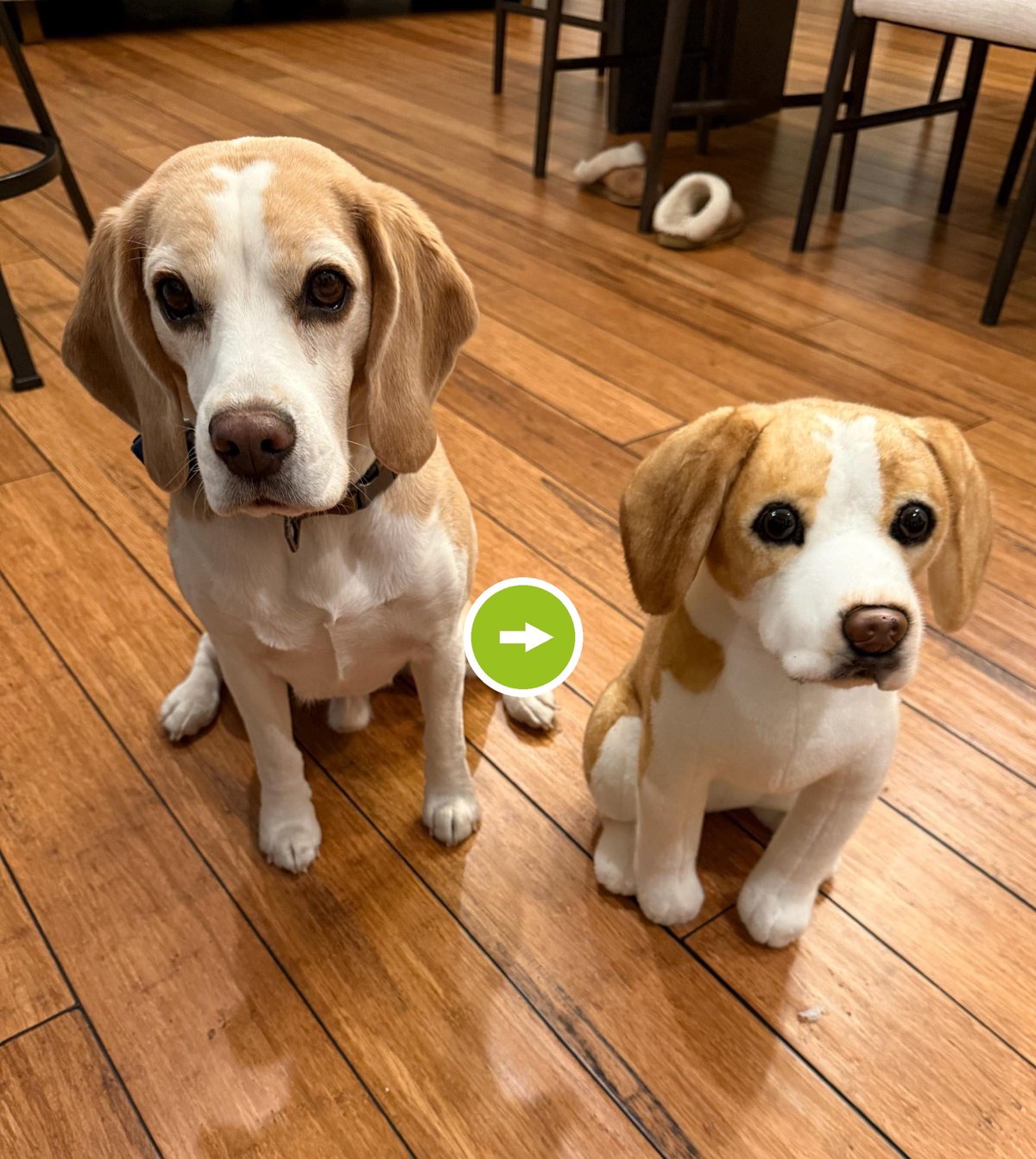 A real beagle beside its lifelike custom plush replica, with an arrow from pet to plush