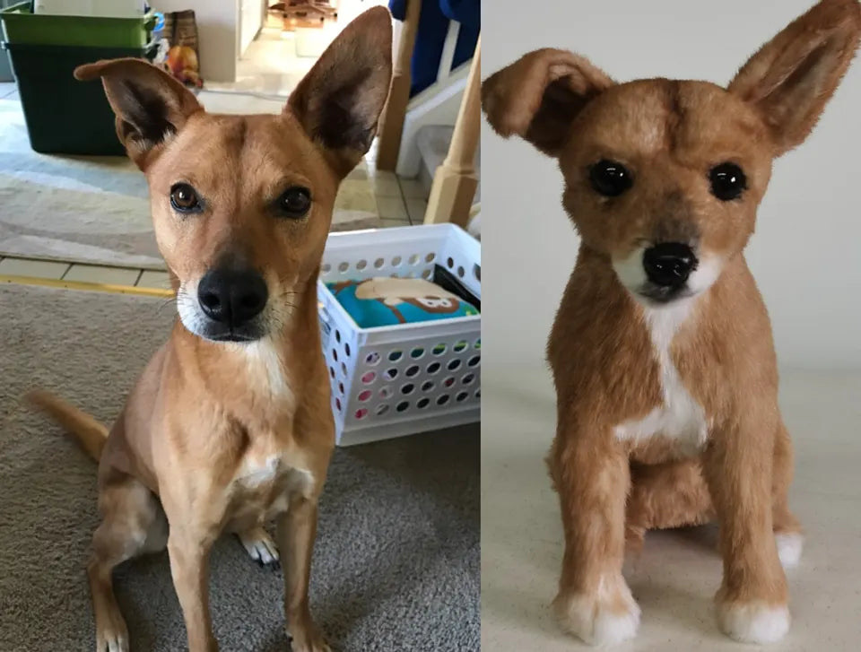 Upright-eared dog: original pet photo on the left, handmade custom plush on the right