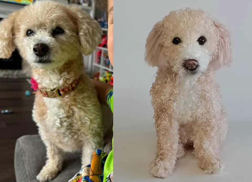 Curly-coated dog: original pet photo on the left, handmade custom plush on the right