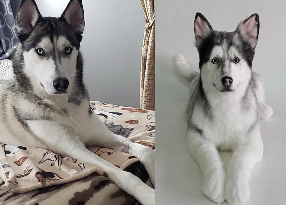 Blue-eyed husky: original pet photo on the left, handmade custom plush on the right